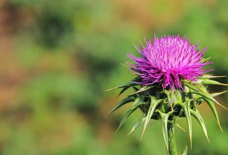 సిలిమరిన్ చికిత్సకు ఏ వ్యాధులు ఉపయోగించవచ్చు?